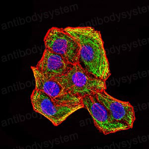 Валидация IF - AntibodySystem RHC17803