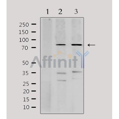 Валидация Affinity DF3234 - 14070
