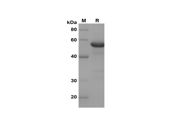 Валидация Elabscience PDEH100629(141)