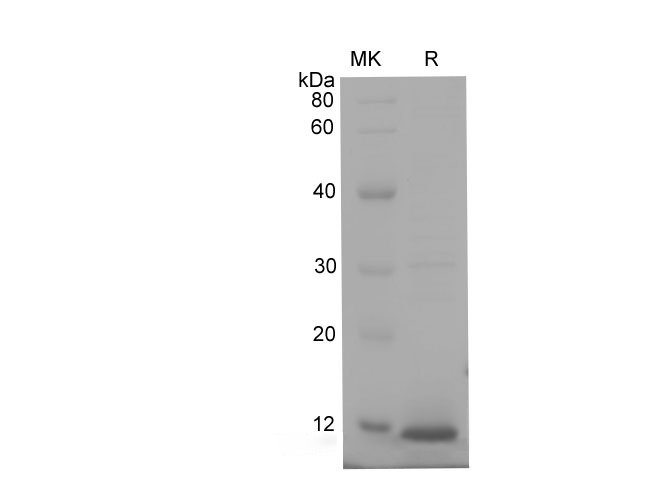 Валидация Elabscience PDEM100235(569)