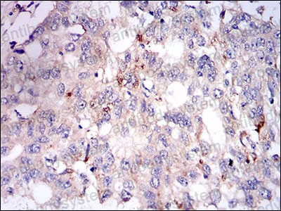 Валидация AntibodySystem RHJ44402