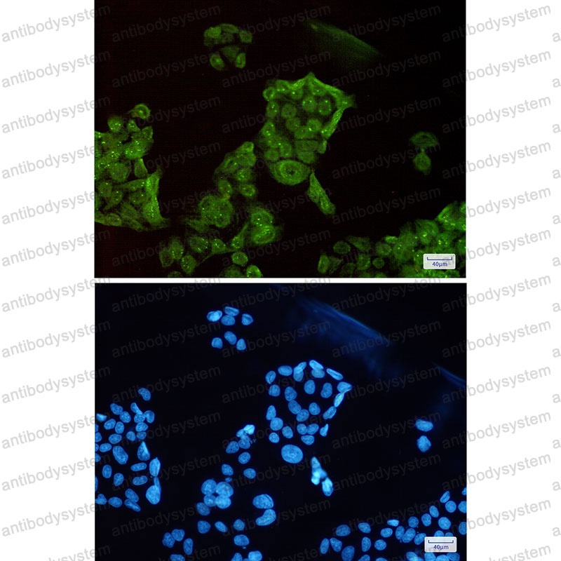 Валидация IF - AntibodySystem RHF85501