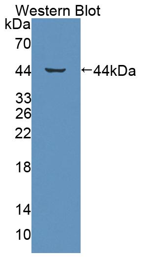 59068