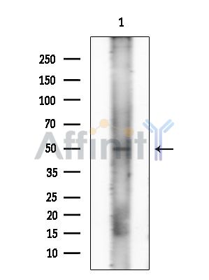 Валидация Affinity AF6870 - 4086