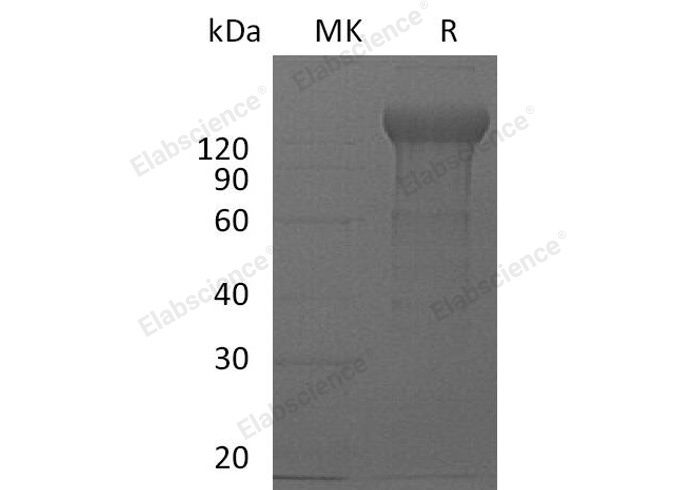Валидация Elabscience PKSM041052(4978)