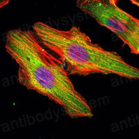 Валидация IF - AntibodySystem RHD48901