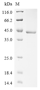 SDS-PAGE