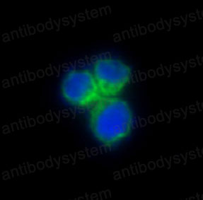 Валидация IF - AntibodySystem RHE85601