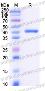 EHF83501, SDS-PAGE