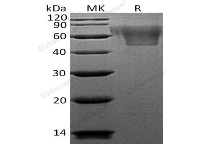 Валидация Elabscience PKSH032289(2791)
