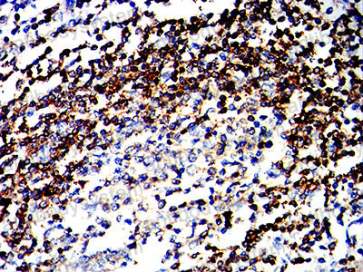 Валидация AntibodySystem RHJ43601 (3405)