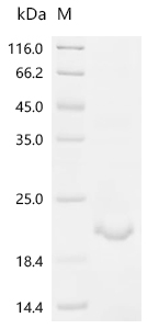 SDS-PAGE
