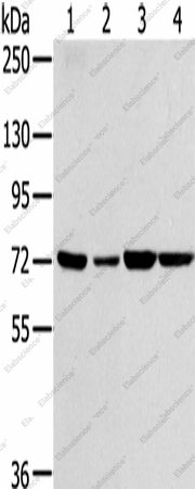 Вестерн-блоттинг, SNX2, клетки NIH/3T3, A549, 293T и HeLa