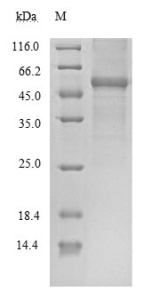 SDS-PAGE