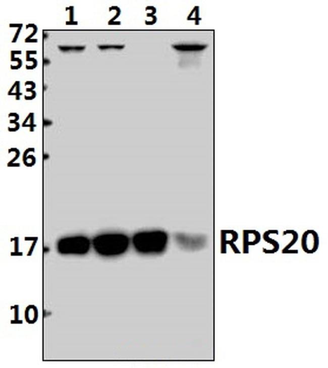 Валидация AssayVector ARM2606(4755)