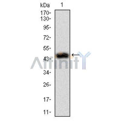Валидация Affinity BF0619 - 5327