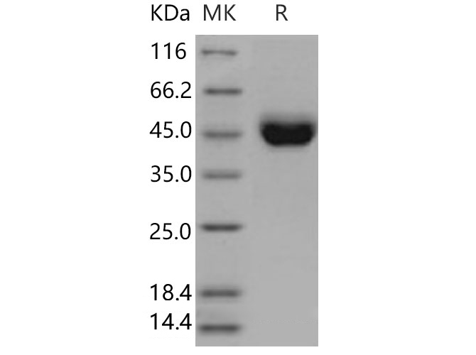Валидация Elabscience PKSM040700(4677)