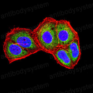 Валидация IF - AntibodySystem RHB95602