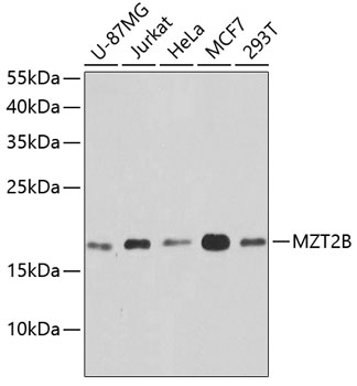 Валидация Elabscience E-AB-65649