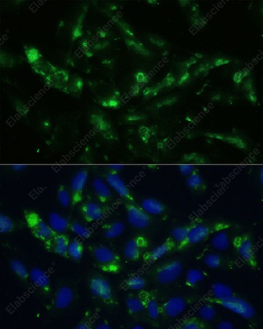 Иммунофлуоресценция, CGRP, клетки U2OS