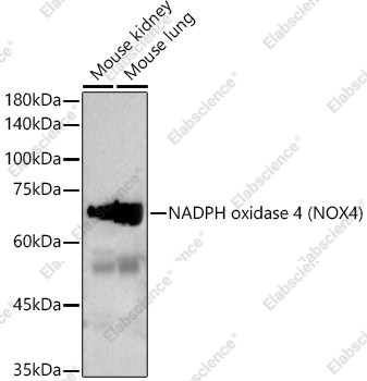Вестерн-блоттинг, NADPH oxidase 4, различные клеточные линии