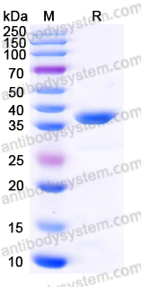 YHF81301, SDS-PAGE