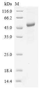 SDS-PAGE