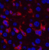 Валидация Elabscience E-AB-22106