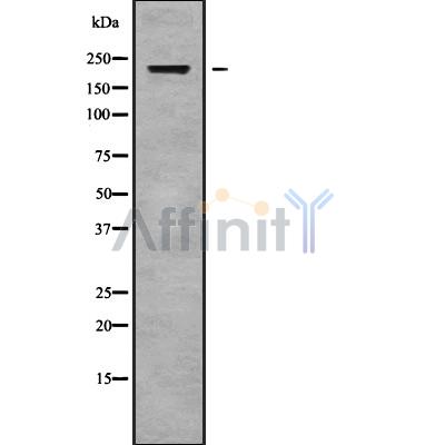 Валидация Affinity DF9245 - 21671
