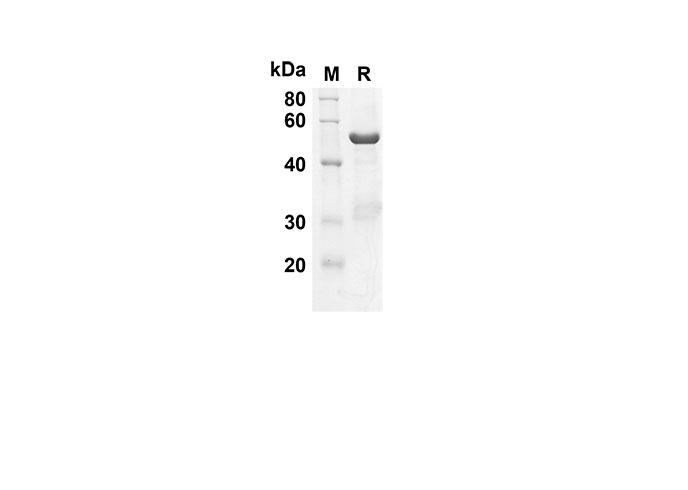Валидация Elabscience PDEH100547(63)