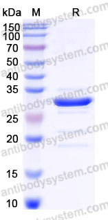YHD48302, SDS-PAGE