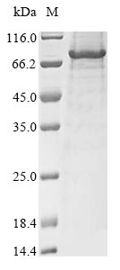 SDS-PAGE