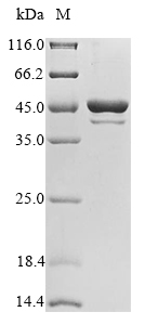 SDS-PAGE