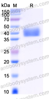 AHG52002, SDS-PAGE