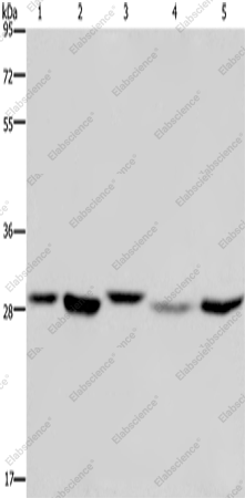 Вестерн-блоттинг, ECHS1, клетки 293T, MCF-7, PC3, HeLa и ткань печени плода человека
