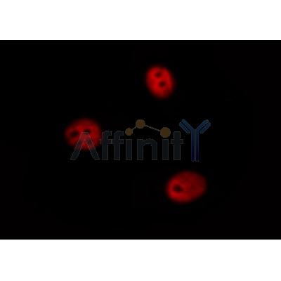 Валидация Affinity AF6121 - 3336