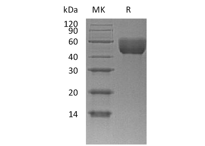 Валидация Elabscience PKSM041223(5127)
