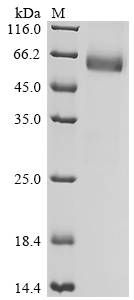 SDS-PAGE