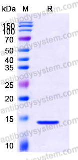 YHD93002, SDS-PAGE