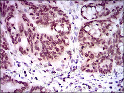 Валидация AntibodySystem RHH09101