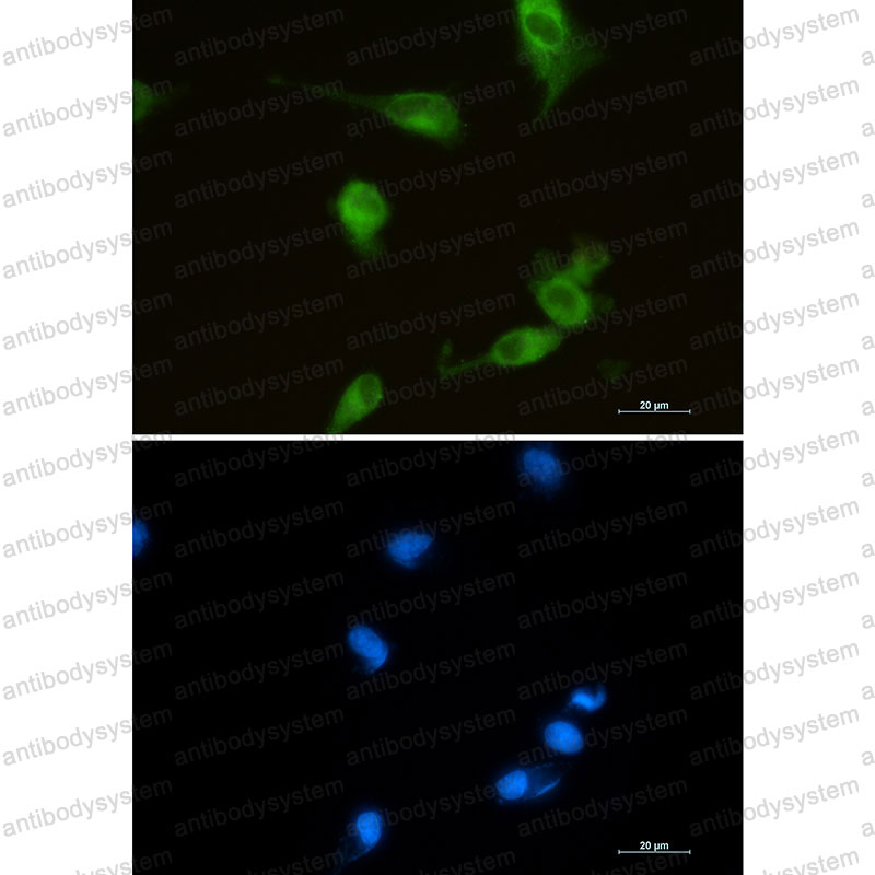 Валидация IF - AntibodySystem RHC42002