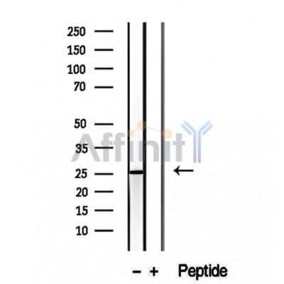 Валидация Affinity DF12255 - 6577