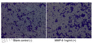 Валидация активности AntibodySystem AHD06801