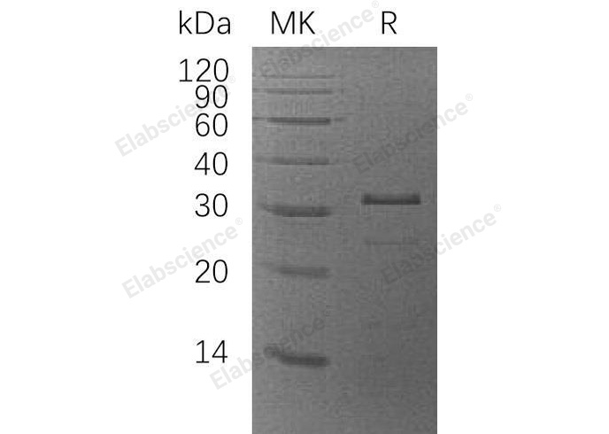 Валидация Elabscience PKSH033236(3579)