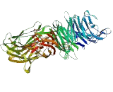 Integrin Alpha 4 (ITGa4) Integrin Alpha 4 (ITGa4)
