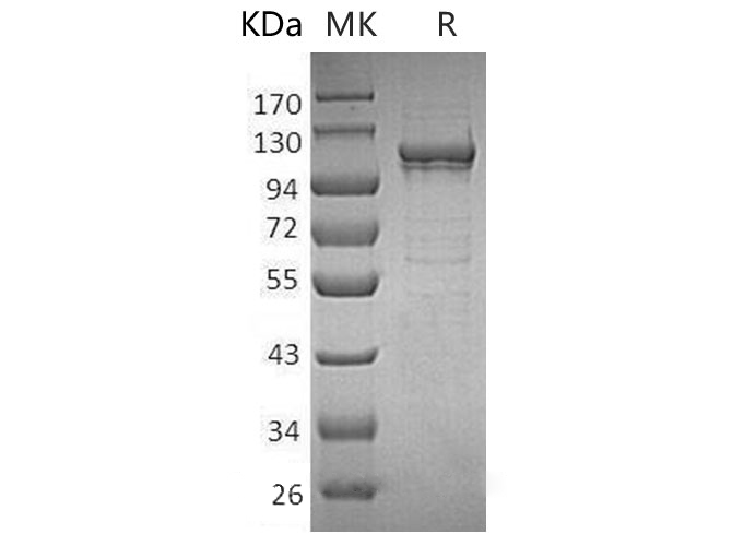 Валидация Elabscience PKSH032738(3165)