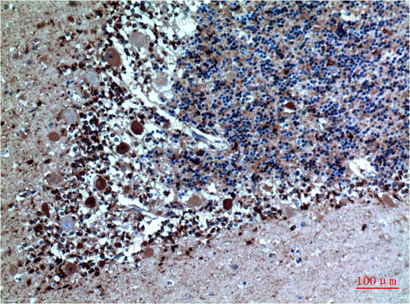 Валидация AntibodySystem RHB90205