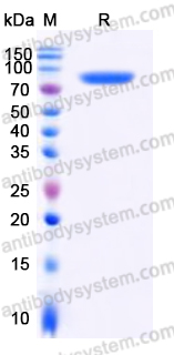 EHD80803, SDS-PAGE
