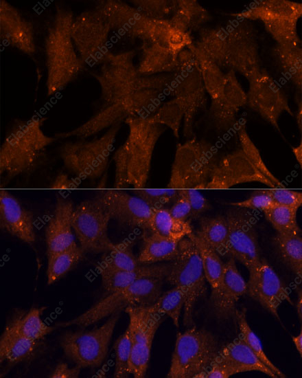 Иммунофлуоресценция, PGK2, клетки C6