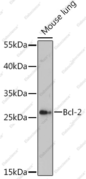Вестерн-блоттинг, Bcl-2, ткань легкого мыши